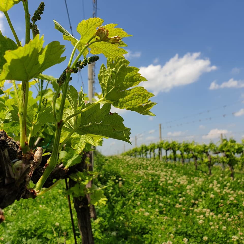 Sciabolata tra i filari e cena tra le colline bolognesi