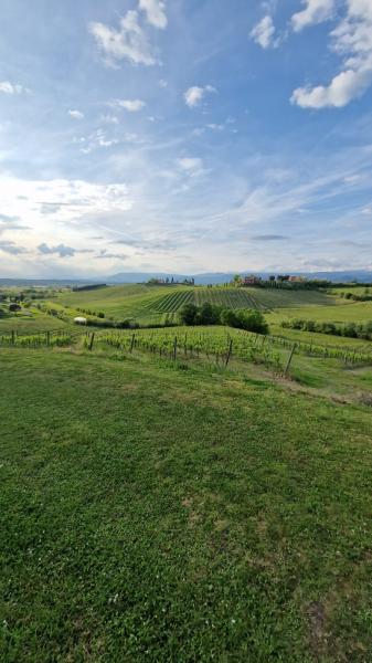 SciaboliAMO in vigna con Iriswine